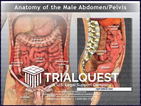 average penis pics|Anatomy, Abdomen and Pelvis, Penis .